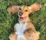 Hond op de rug rollend in het gras