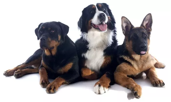 drie honden die smaen liggen