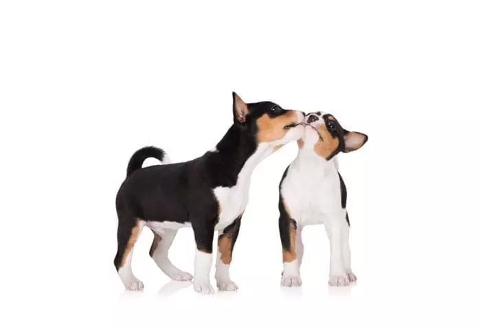 Puppybrokken